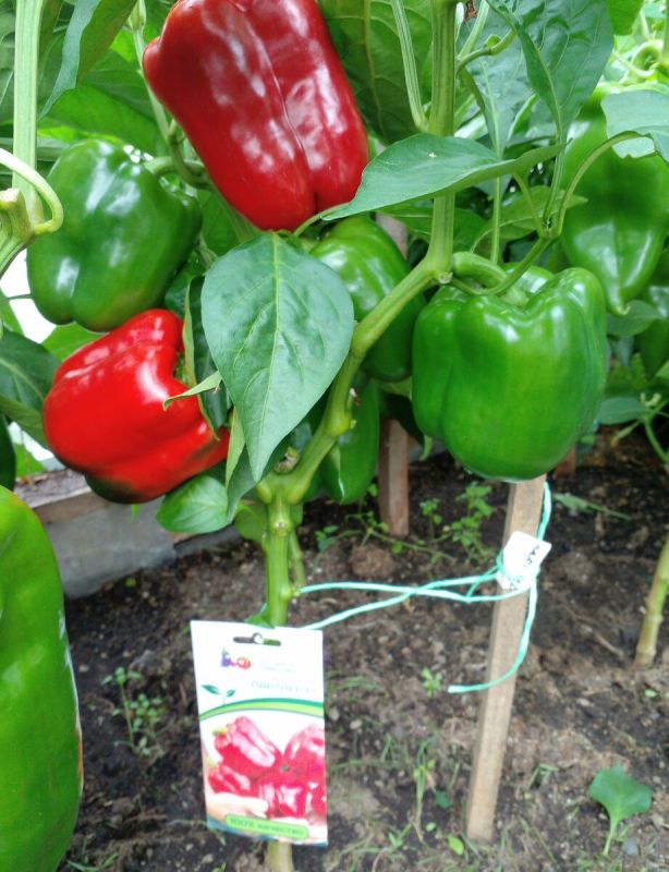 Сладкий перец, который не знает капризов