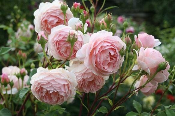 Пионовидные розы: идеальный выбор для вашего сада