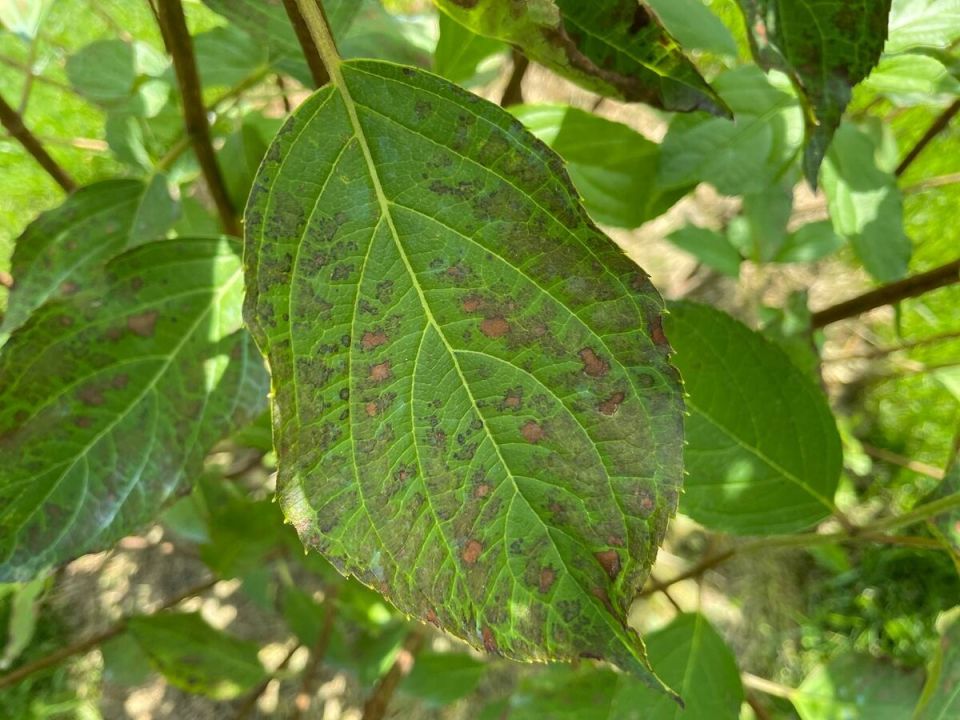 Эффективная защита гортензий и роз от заболеваний