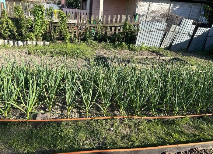 Эффективная подкормка чеснока: секреты для успешного урожая