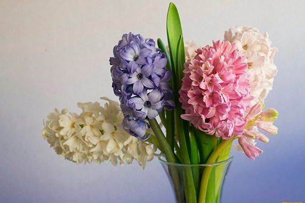 Изящные гиацинты: как ухаживать и размножать эти весенние чудеса