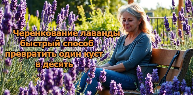 Как бабушка садит лаванду: секреты успешного размножения черенками