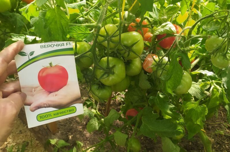 Откройте мир томатов: Верочка, Везувий, Любаша и Папина дочка