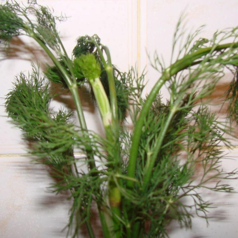 Как выбрать свежую зелень: советы для гурманов и заботливых хозяев