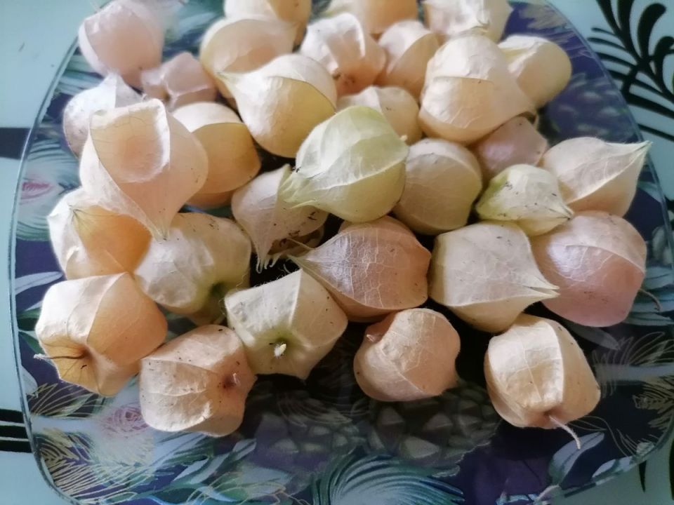 Физалис: секреты успешного выращивания сладких ягод