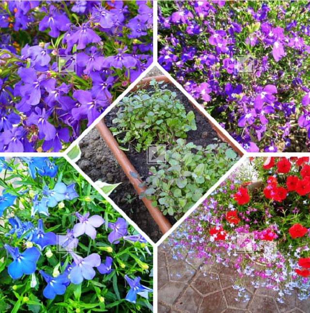 ������ �� ������� �������: ��� �������� ������� �������� ��� ������ ������