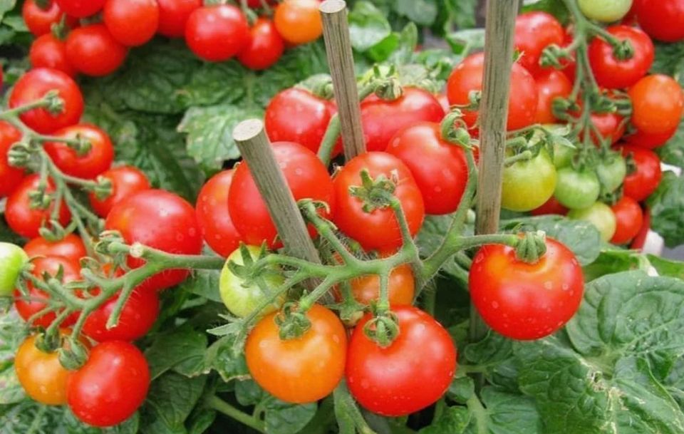 ��� �������� ��������� ������ ������� � ������������ ��������: ������� ������ � �������������