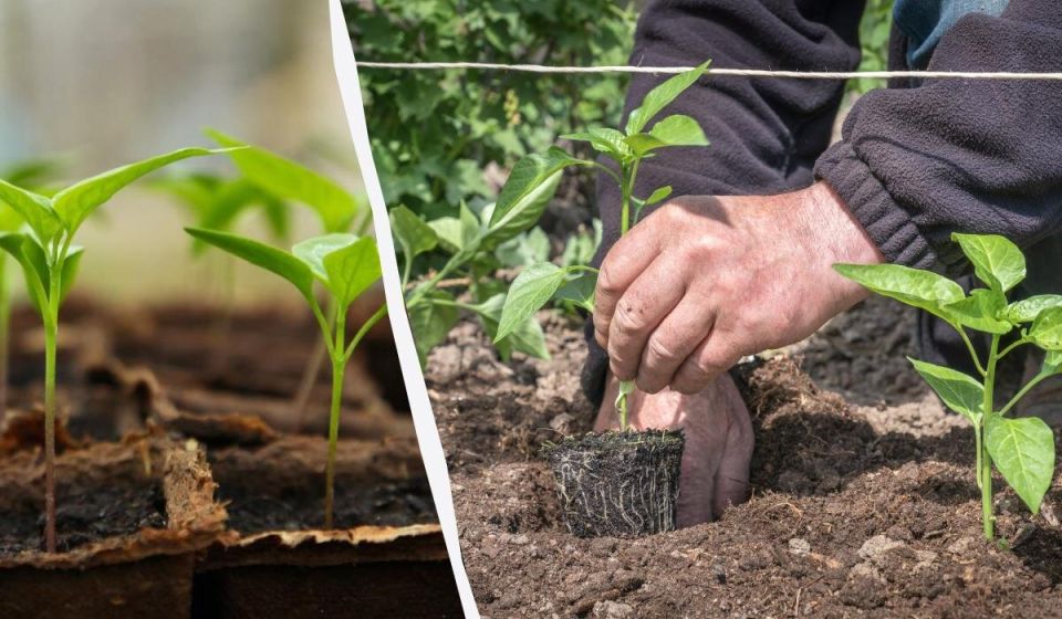 Как правильно удобрять перцы: секреты опытных садоводов