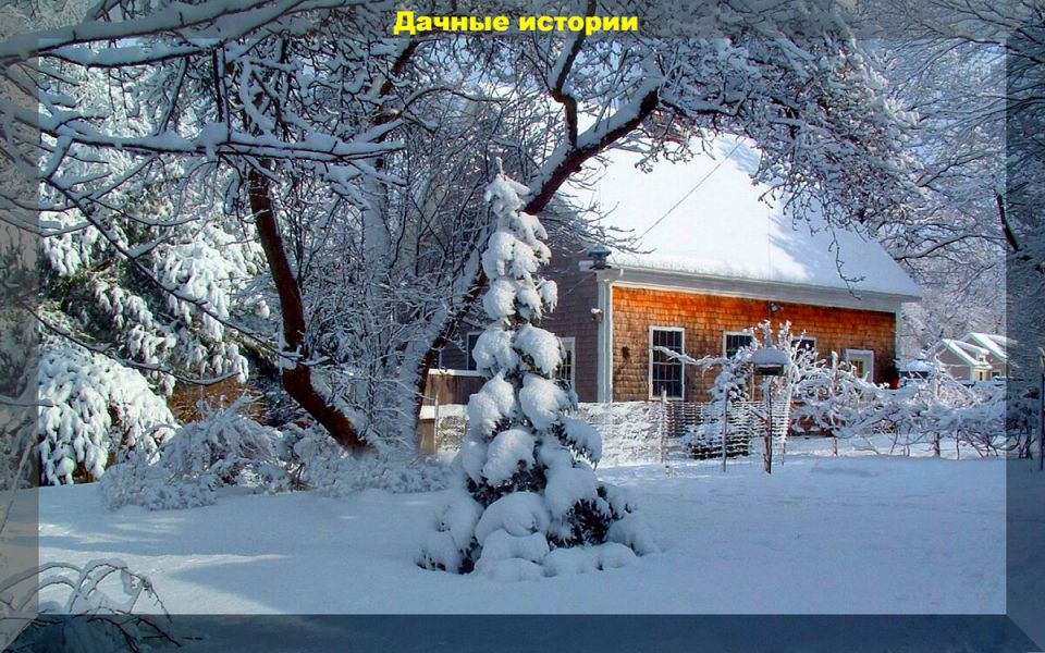 Как справиться с сорняками на дачном участке: полезные советы для садоводов