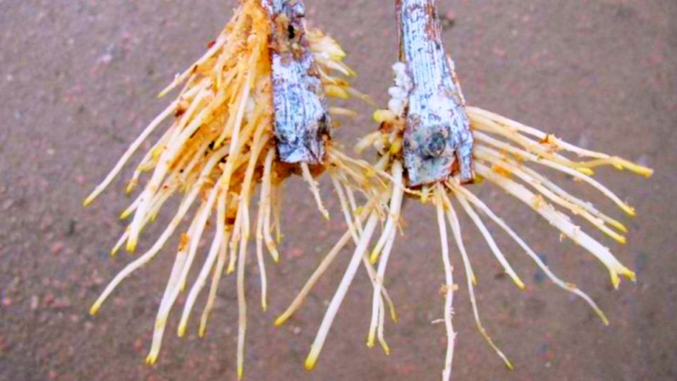 ��� ������ �������� �������� �������: ������� ��������� ����������