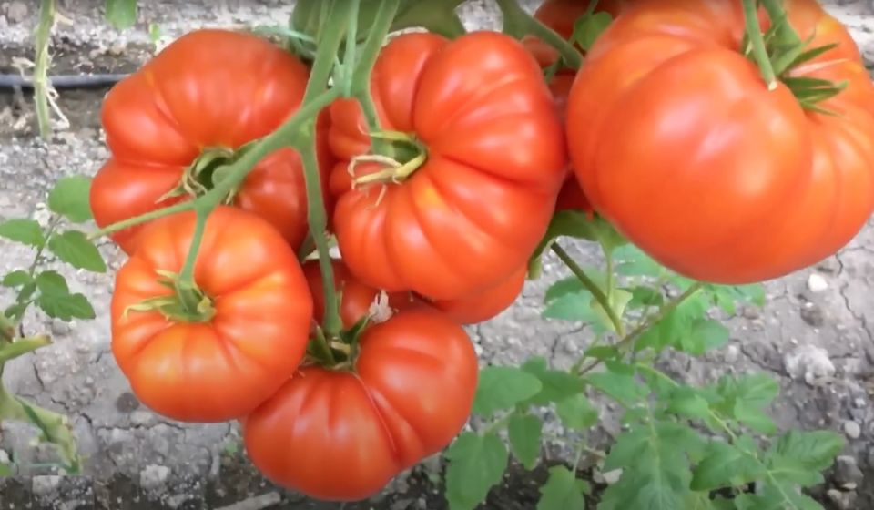 ������ � ���� � ������: ��� ���������� � ������� ��� ��������� �����