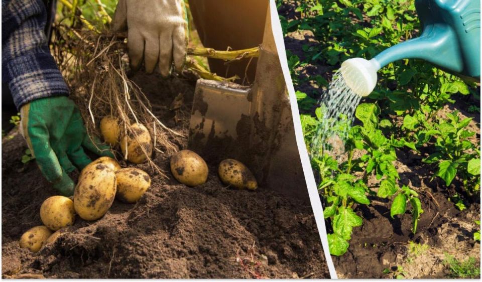 ��� �������� ������ �������� � ����: ������ ��������� ��� ����� ������