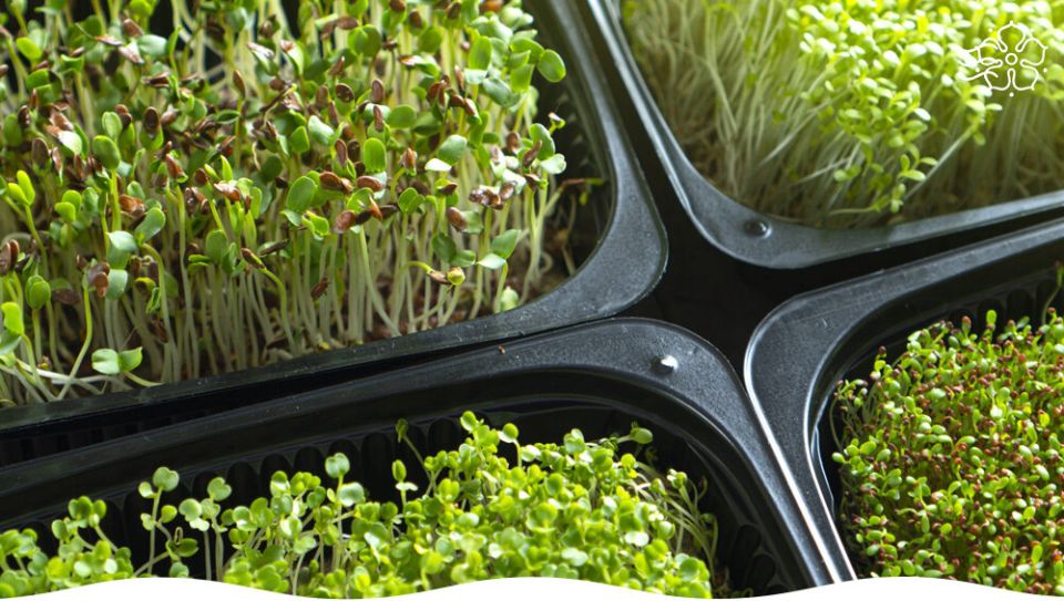 �����������: ������� ������ ��� �������� � �������