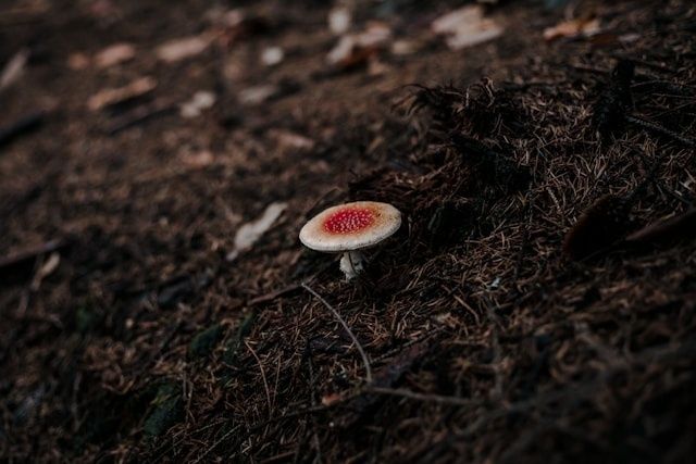 Природа удивляет: грибы продолжают радовать петербуржцев даже зимой