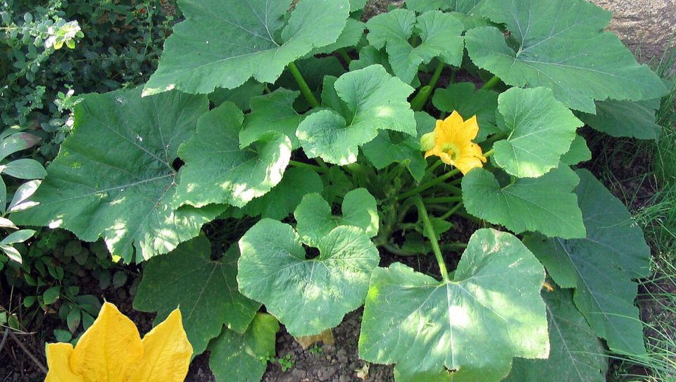 Какие растения не стоит сажать рядом с кабачками: советы садоводов