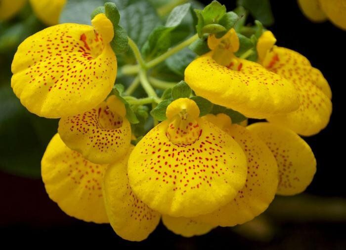 Кальцеолярия: секреты ухода за потрясающим комнатным растением