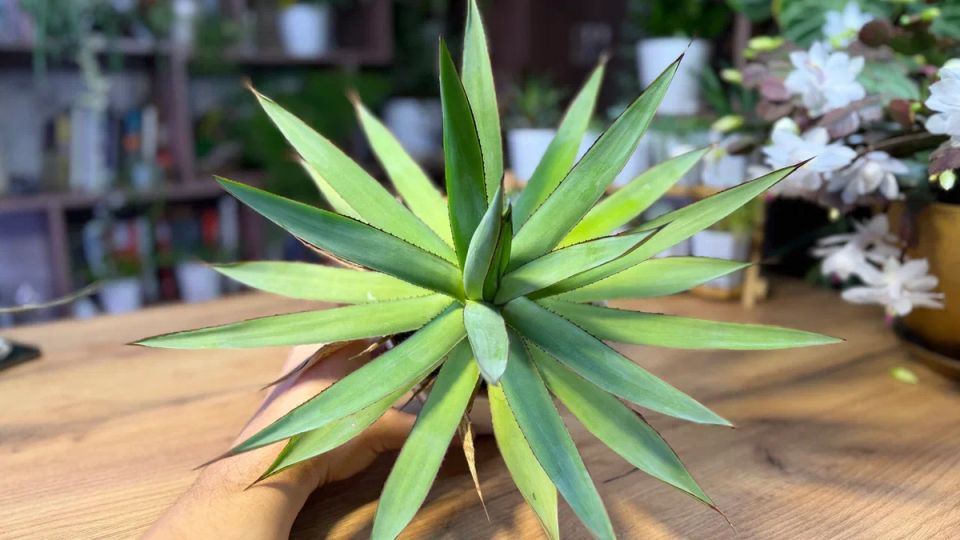 �����: ���� � ����������. ������ ��������� ����� �� ������� ���������?