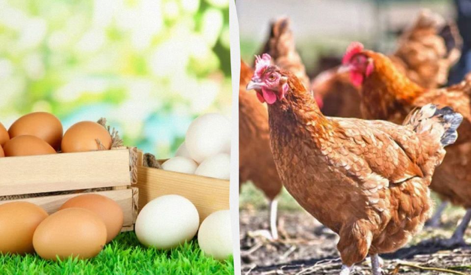 ��� �������� ������������ ���-�������: ������ �� ���������