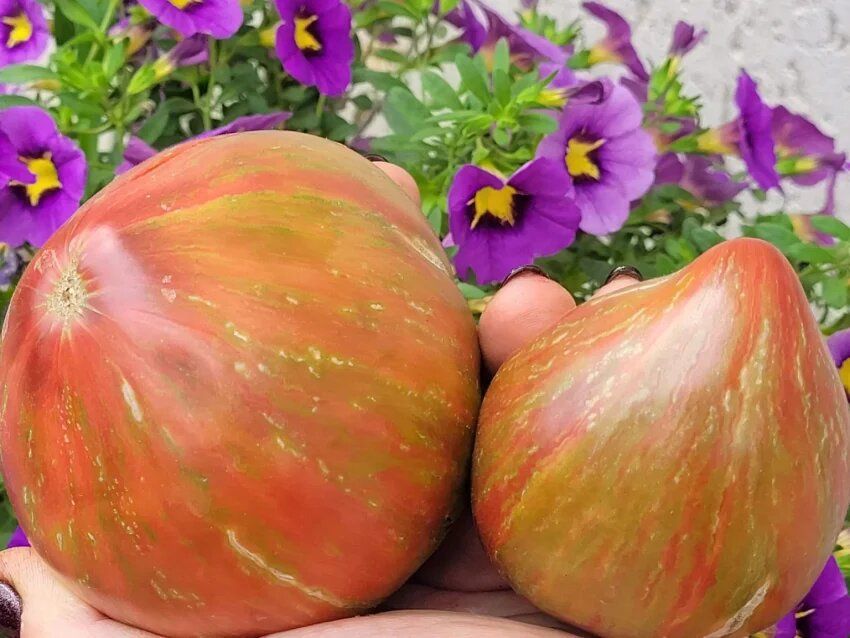 ��������� ��������: �������� ��� ���� ���������� ����� �������� ������