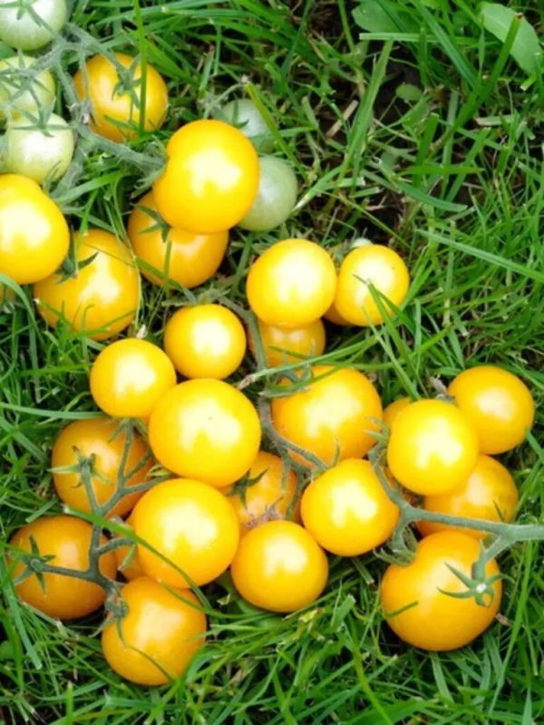 ��������� ������: �����, ������� ������� ��� ����������