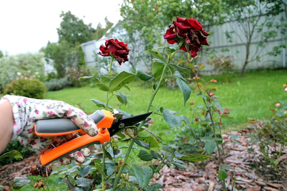 ����: ��� ����������, ��� �������� � ����������� � ����