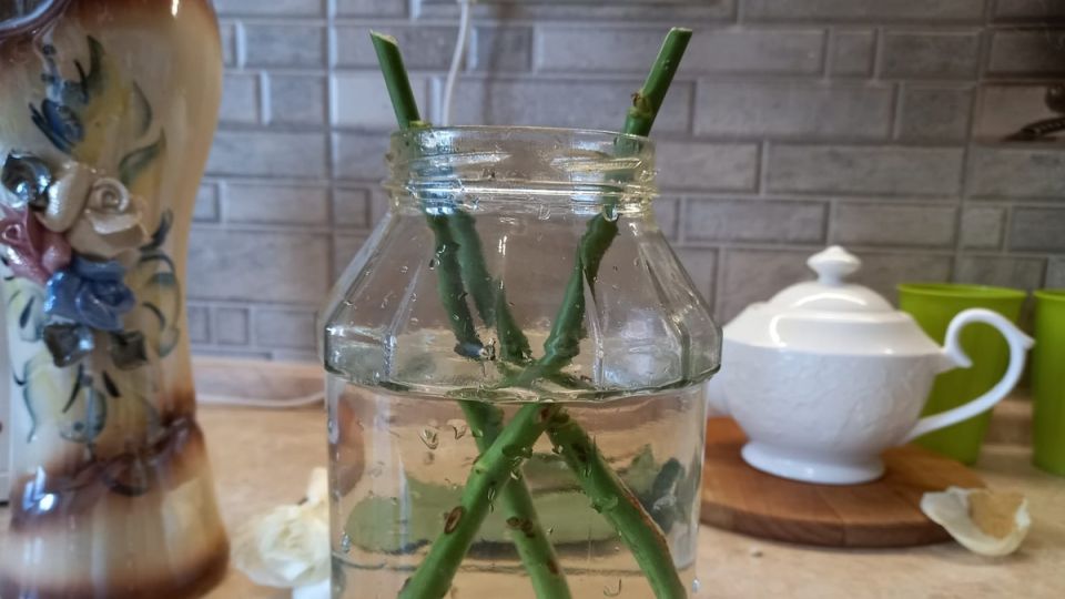 Природные стимуляторы: как ускорить укоренение черенков