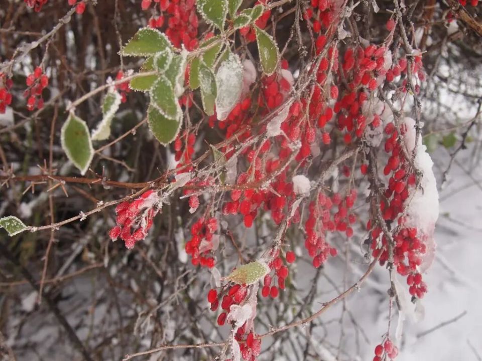 Кустарники для зимнего сбора ягод: какие выбрать