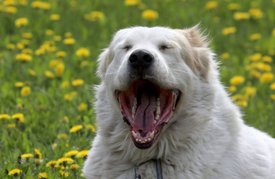 ������� ������������� ���� ��� ��������� �������� ��� ����������� �������� ��������