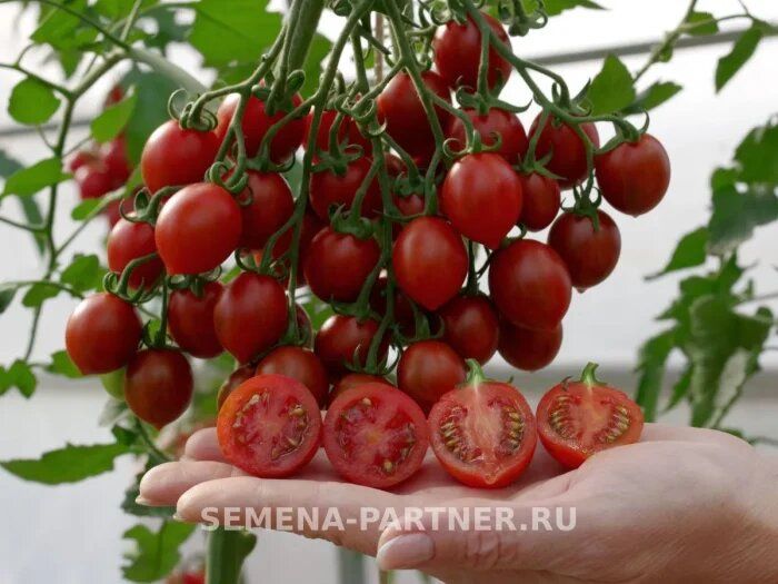 ����� ��������: ���������� ������ � ������������ ������� ������ � �������� ������