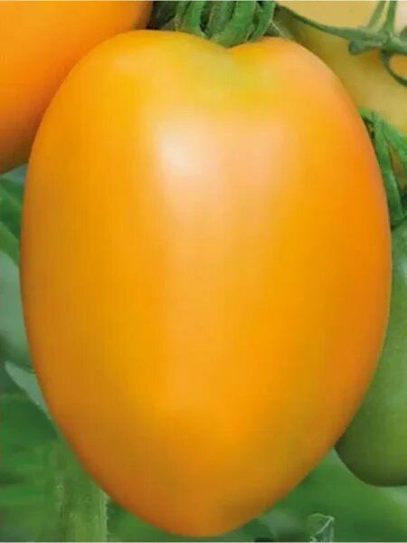 ��������� ������ �����: ��������� ������ �� ������������� ���� ��� ������� �������