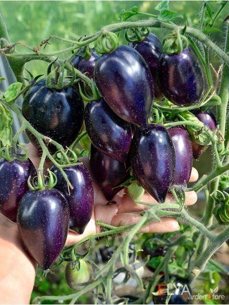 Томат Синий Марцано: как две окраски вкуса меняют обычный обед