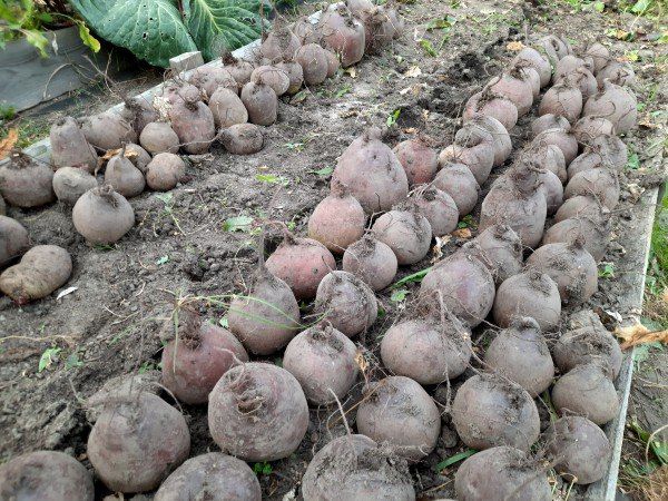 ���� ������� � ����������: ��� ������ �������� ���������� ����� � ��������� �����