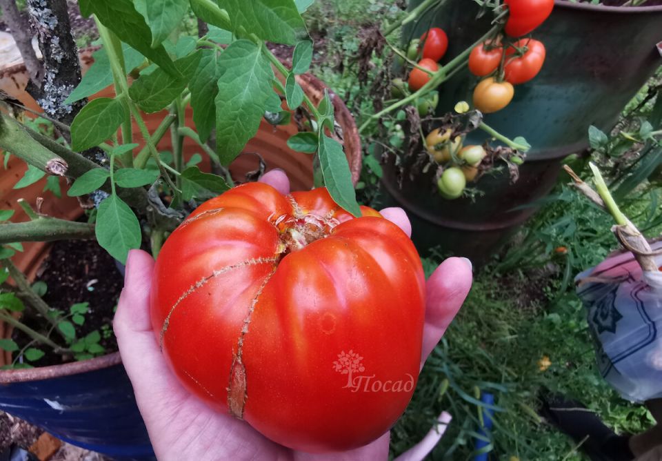 ������, ������� ��������� ������� ���������: ����������� ������� �������� ������