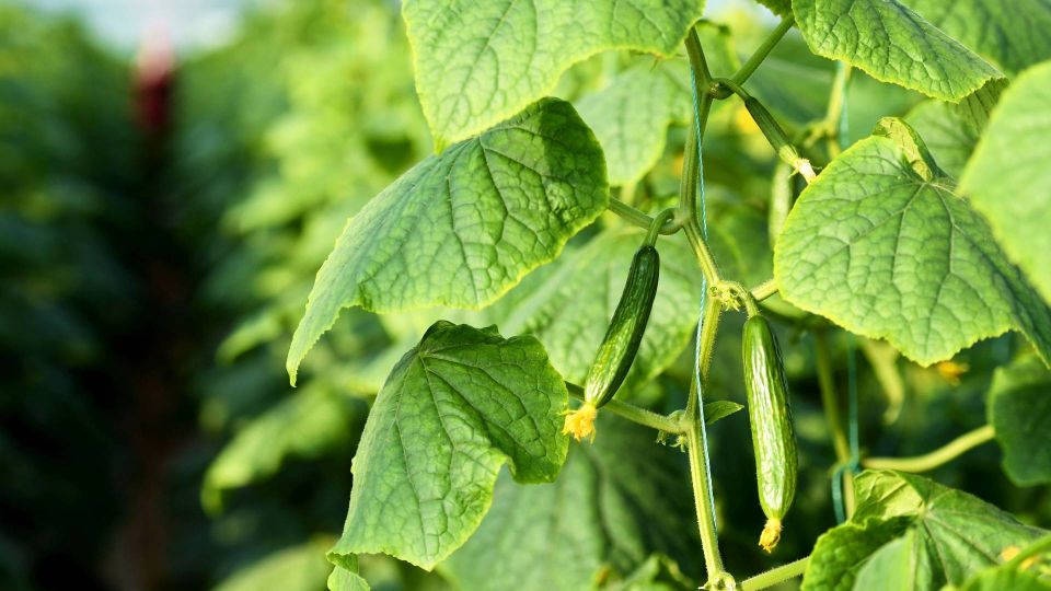 ����� ����������� �����, ��� � ����: ������� ������ ������� ����������