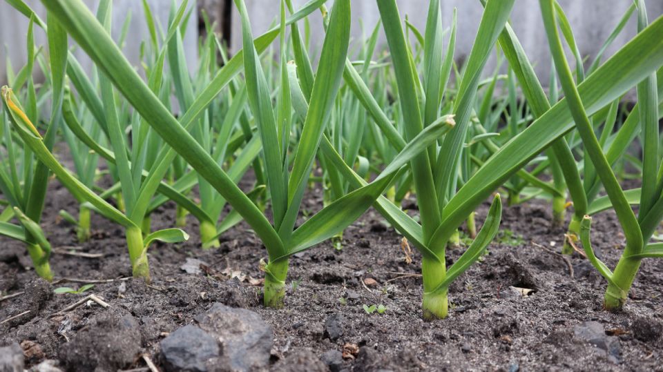 Как правильно подкармливать чеснок в мае для щедрого урожая