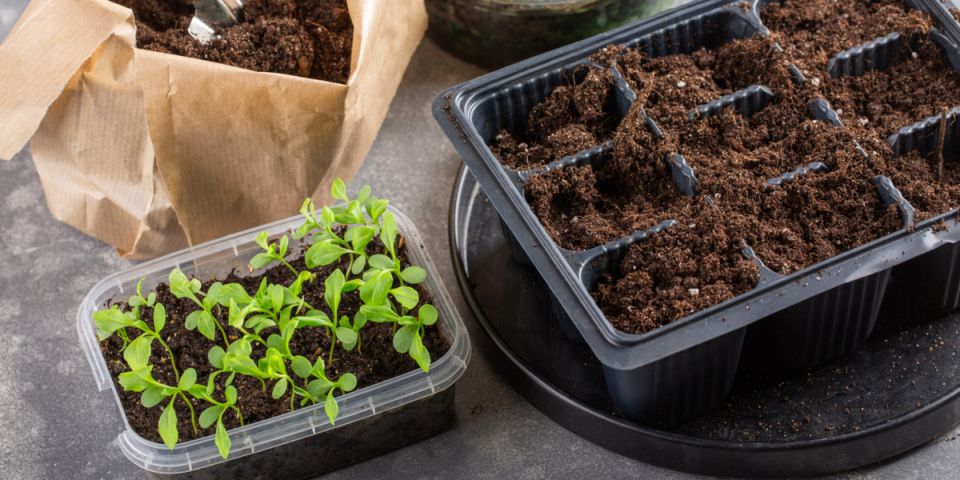 ����� ��� ������ � ����� �������: ��� ���������� ������� �����