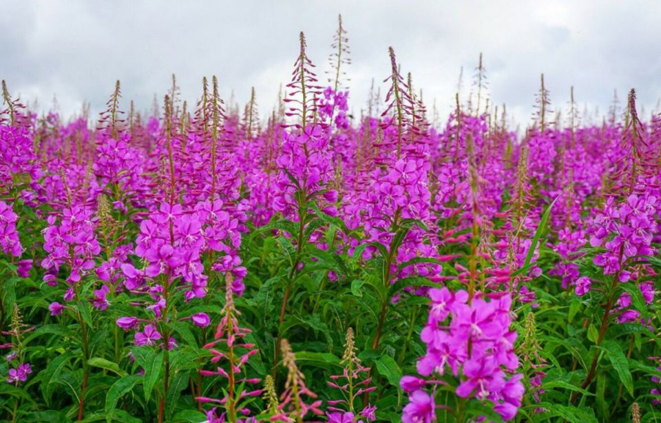 �������: ������� ��������, ����������� ������ ��������� ��������