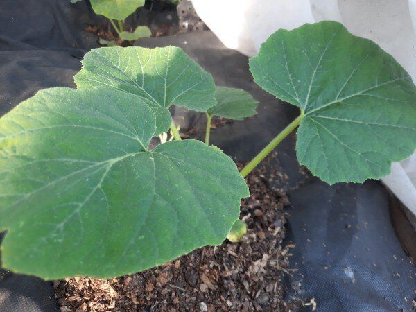 Выращивание тыквы через рассаду: стоит ли играть в садовода?