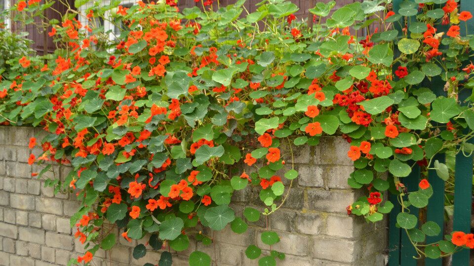 Настурция: яркий цветок и вкусный овощ для вашего сада и стола