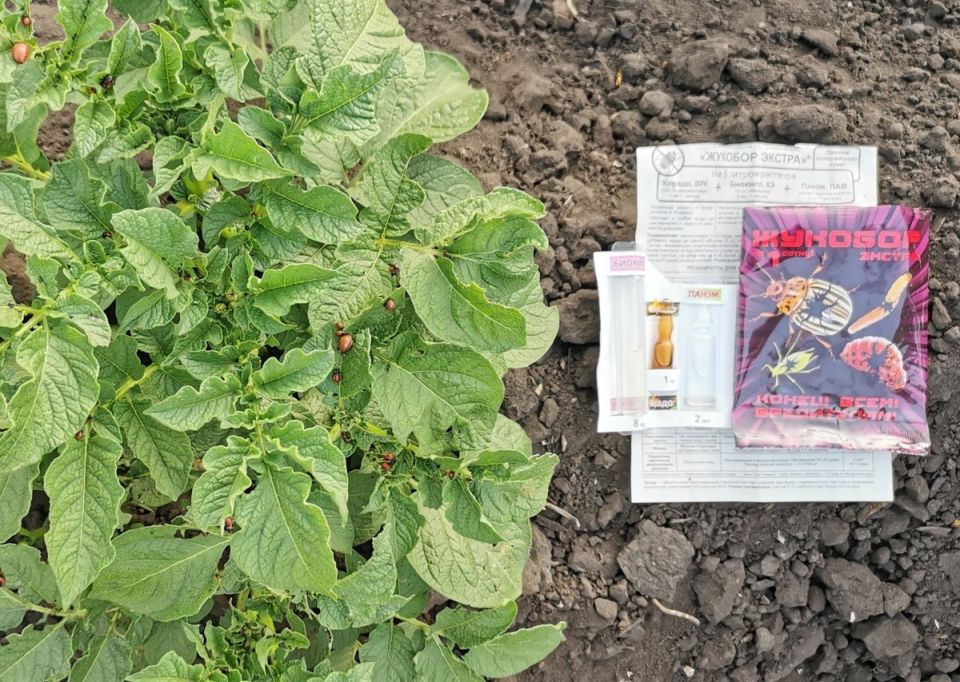 Как 'Жукобор' поможет спасти картошку от колорадского жука
