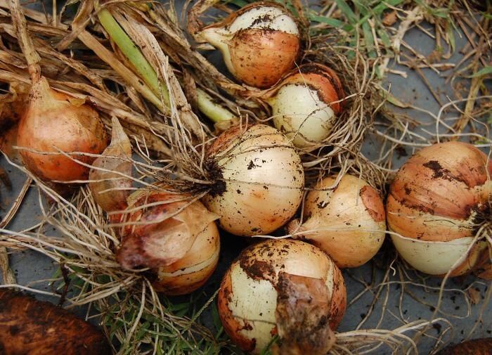 Секреты долговечного хранения лука: от посева до зимы