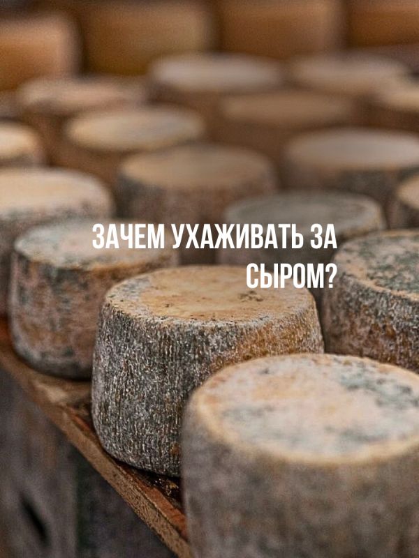 Искусство ухода за сыром: секреты идеального вызревания