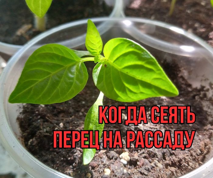 ��� �������� ������� � �������� �����: ������ � ������������ ���������