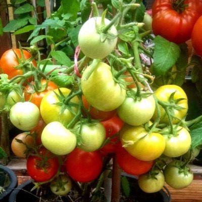 ����� ���������: ��� ������� ��������� ���� ��� ��������� �������