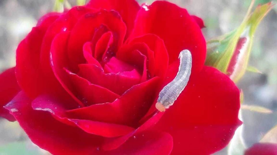 ����������� ������ ������ � �����������: ����� �� ������ �������