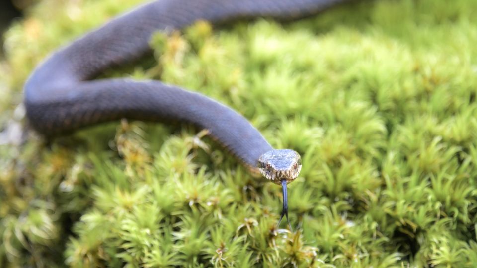 ����������, ��� � ������: ������ ������� � ������� ����� ������ � ��������