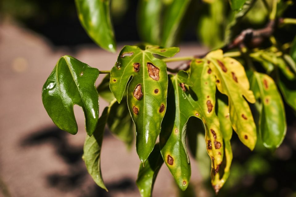 ��� �������� �����, ������� � ����� �� �������� ����� ��������: ������� � ����������� ������