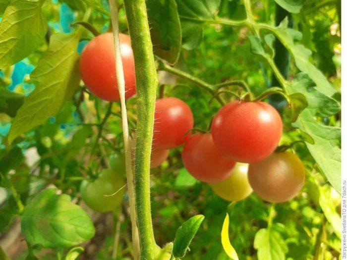 ����� ����: ��������� � ������� ����� ��� ������ �������