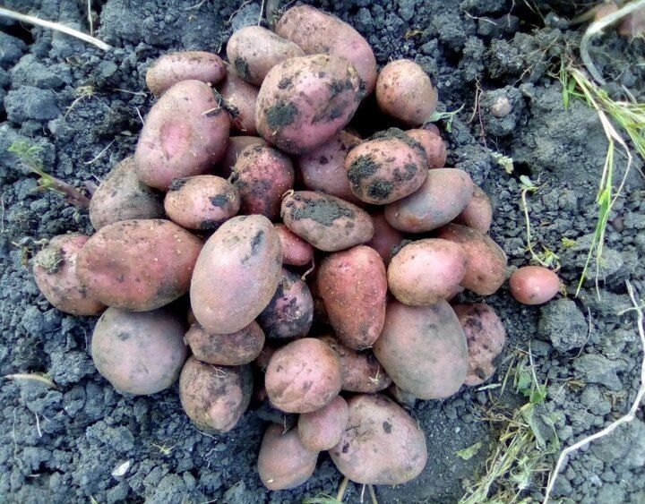 ��� �� ����� ������������ ��� ��������� ���������: ����������� ������ ���������