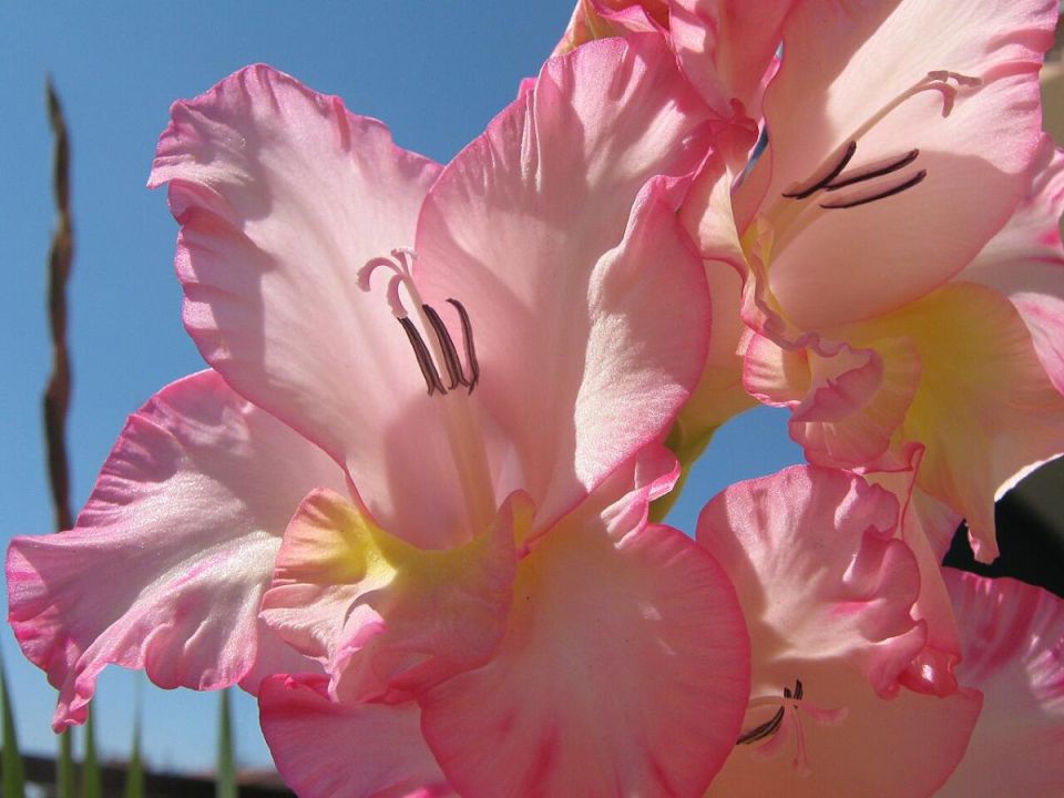 ������� ��������� �������� �����������: ������ ��� ���������